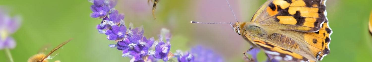 A butterfly, a bumblebee in flight, and a bee gather pollen on purple flowers against a blurred green background.