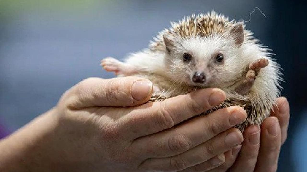 A hedgehog is gently held in a person's hands, with its face and paws facing forward.