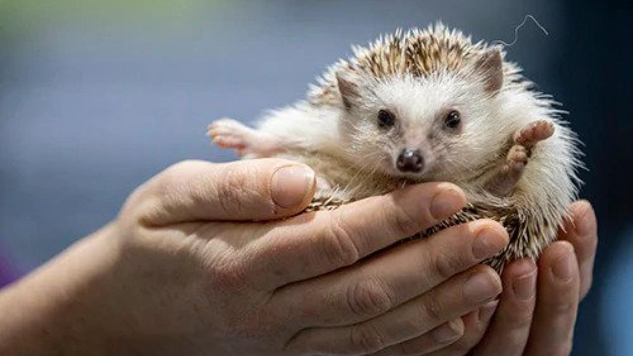 A hedgehog is gently held in a person's hands, with its face and paws facing forward.