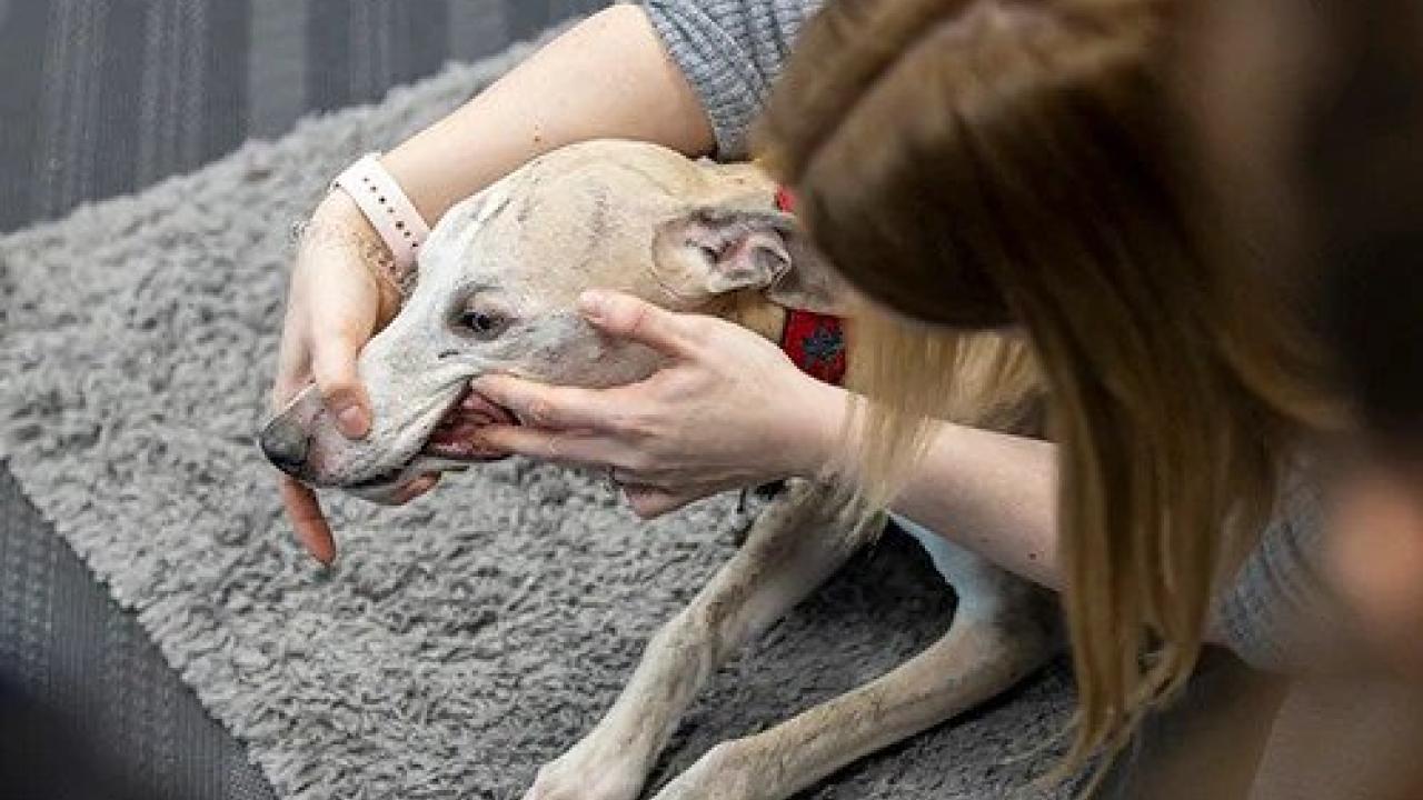 A person gently holds a dog's mouth open while seated on a gray rug.
