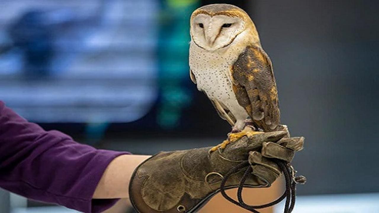 A barn owl perched on a gloved hand, facing forward.