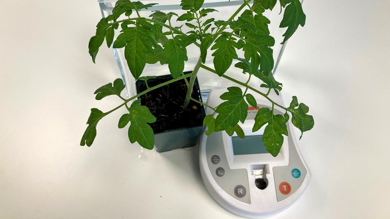 Plants workshop