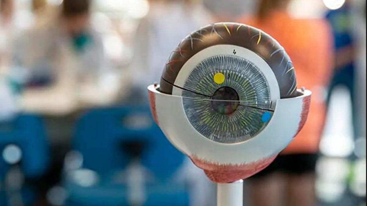 Baylab - Eye