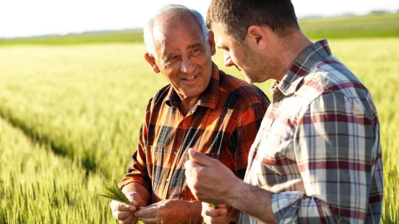 two-farmers-inspecting-grain