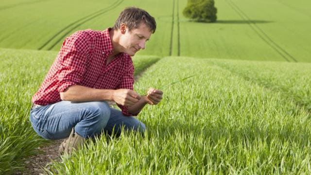 farmer inspects seedling
